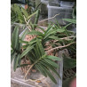 IMPORT - Renantanda Towaco - Renanthera monachica × Vanda cristata