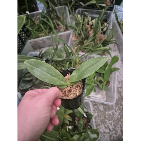 IMPORT - Phalaenopsis corningiana