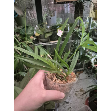 IMPORT - Vanda Peaches - Vanda falcata × Vanda curvifolia