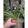 IMPORT - Vanda Peaches - Vanda falcata × Vanda curvifolia
