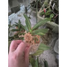 IMPORT - Vandachostilys pinky