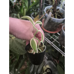 IMPORT - vanilla somae albomarginata