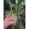 IMPORT - IMPORT - Vandachostylis TSS Taiwan Gandharva ‘Blue Dot