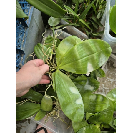IMPORT - Phalaenopsis sumatrana