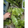 IMPORT - Phalaenopsis sumatrana
