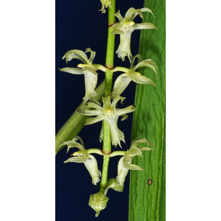 diaphananthe fragrantissima