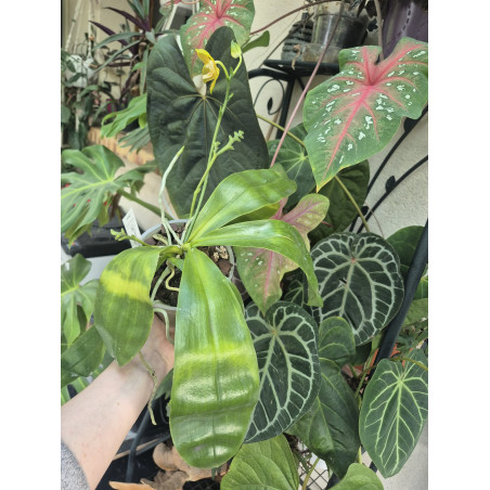 phalaenopsis venosa Green