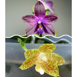 Phalaenopsis violet charm x...