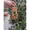 angraecum elephantinum