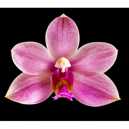 phalaenopsis aff. wilsonii White x pulchra