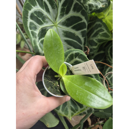 Phalaenopsis javanica