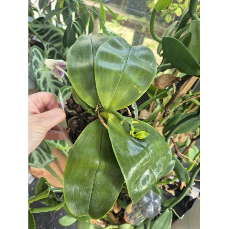 Phalaenopsis bellina coerulea 1