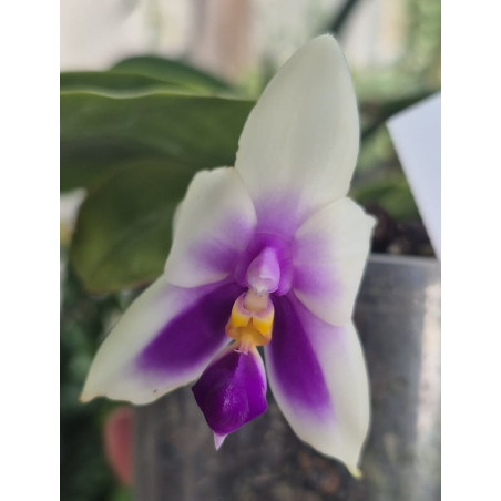 Phalaenopsis bellina coerulea 1