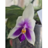 Phalaenopsis bellina coerulea 1