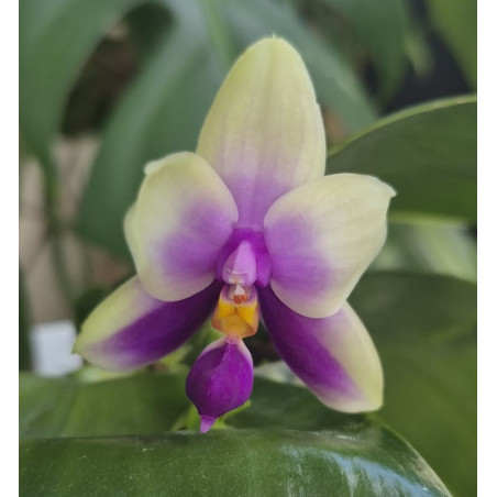 Phalaenopsis bellina coerulea 2