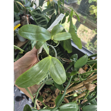 phalaenopsis gigantea X violacea - Mok Choi Yew