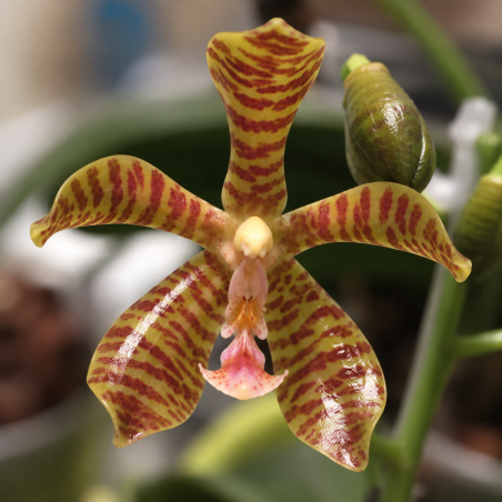 phalaenopsis gigantea x mannii - Rosie Cloud