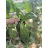 Phalaenopsis amboinensis x gigantea - David Lim