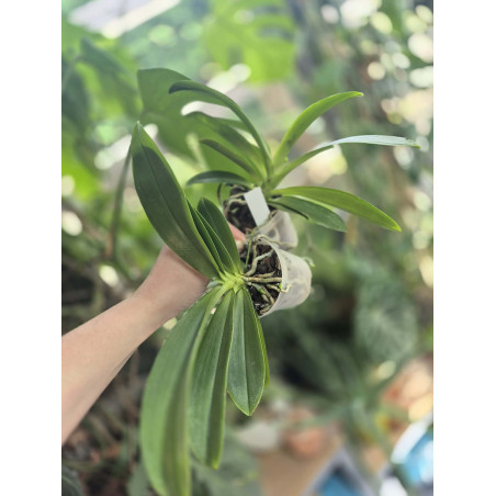 Phalaenopsis lueddemanniana dark