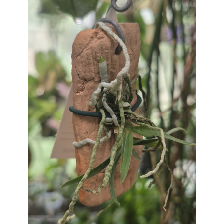 Angraecum stella-africae
