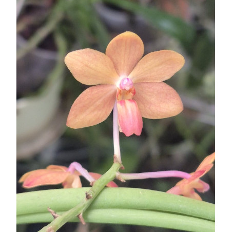 holcoglossum rupestre x vanda curvifolia