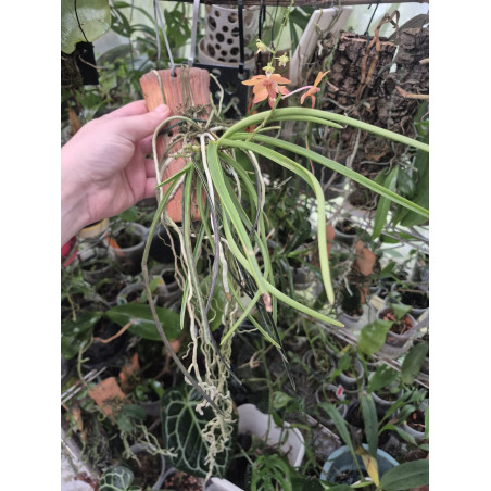 holcoglossum rupestre x vanda curvifolia
