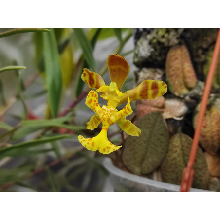 Flacon Orchidée / Orchid flask psychopsis limminghei
