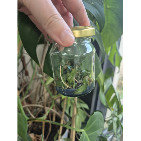 Flacon Orchidée / Orchid flask psychopsis limminghei