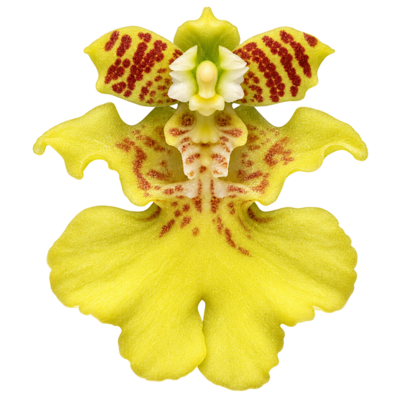 Flacon Orchidée / Orchid flask oncidium pusillum