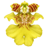 Flacon Orchidée / Orchid flask oncidium pusillum