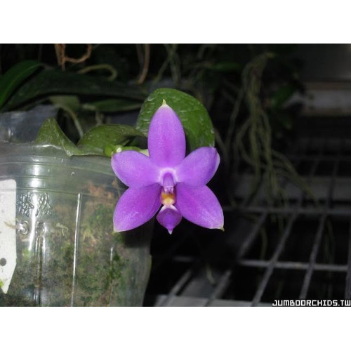Phalaenopsis violacea var indifo AxB - from Jumbo Orchids