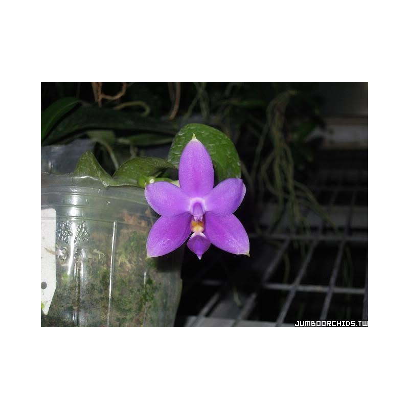 Phalaenopsis violacea var indifo AxB - from Jumbo Orchids