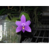 Phalaenopsis violacea var indifo AxB - from Jumbo Orchids