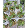 Phalaenopsis violacea var indifo AxB - from Jumbo Orchids
