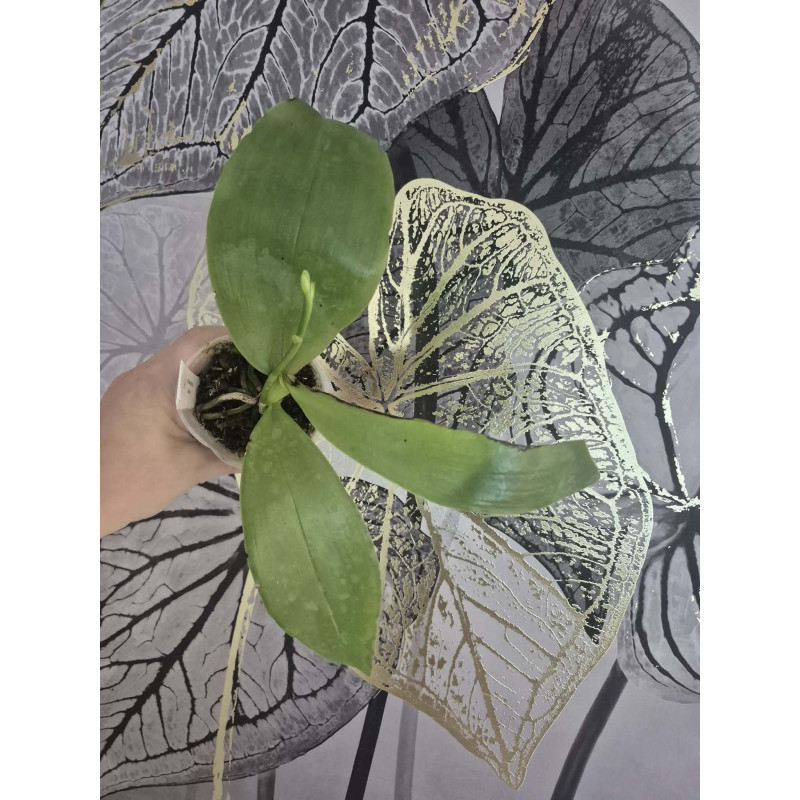IMPORT - Phalaenopsis bellina fire shape - Feuilles abîmées