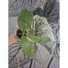 IMPORT - Phalaenopsis bellina fire shape - Feuilles abîmées