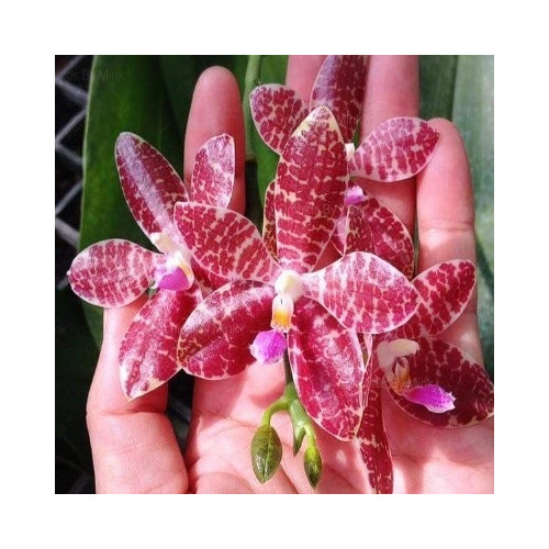 Phalaenopsis gigantea × lueddemanniana