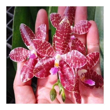 Phalaenopsis gigantea × lueddemanniana