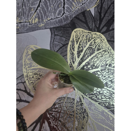 Phalaenopsis gigantea × lueddemanniana