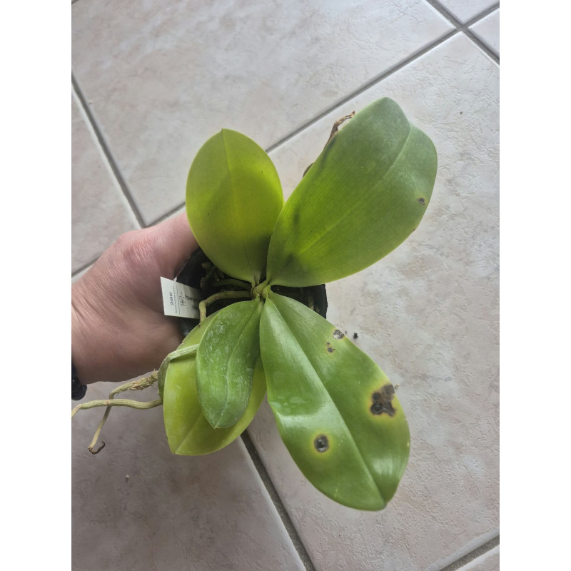 damages leaf - Phalaenopsis Jennifer Palermo