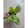 damages leaf - Phalaenopsis Jennifer Palermo