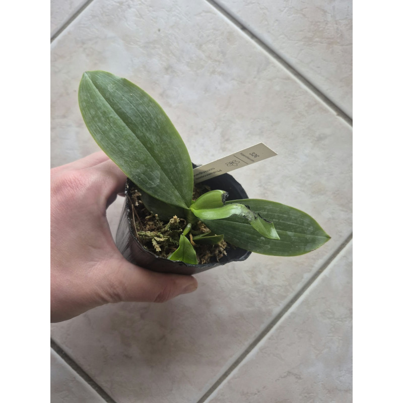 damages leaf - Phalaenopsis corningiana