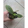 damages leaf - Phalaenopsis corningiana