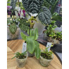Pack Découverte – 3 orchidées