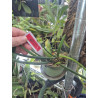 COLLECTION KAY ORCHID - leptotes bicolor