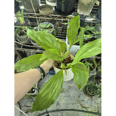 COLLECTION KAY ORCHID - Gongora lilianae