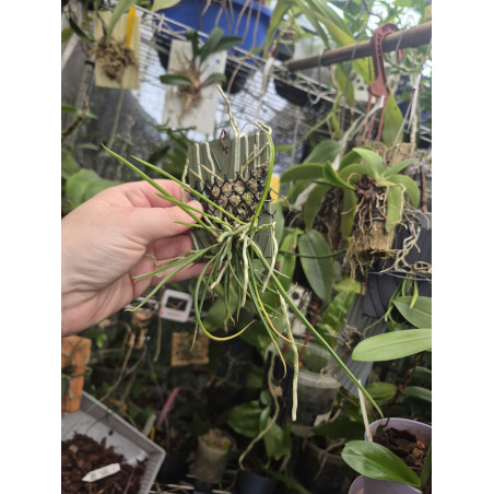 COLLECTION KAY ORCHID - brassavola tuberculata