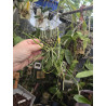 COLLECTION KAY ORCHID - brassavola tuberculata