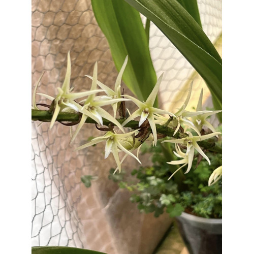 COLLECTION KAY ORCHID -  Eria javanica - DIVISION 3 BULBES