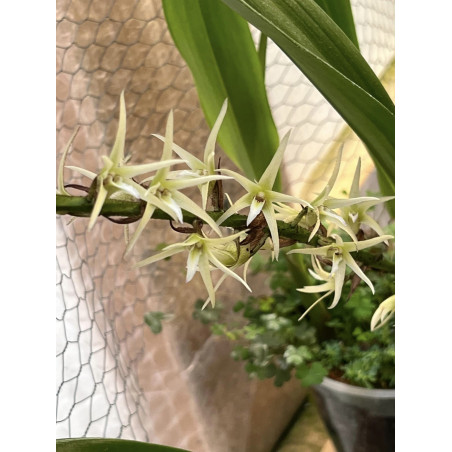 COLLECTION KAY ORCHID -  Eria javanica - DIVISION 3 BULBES